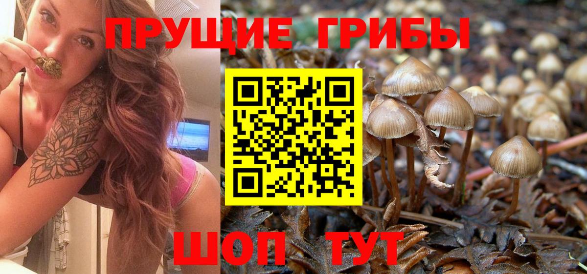 Псилоцибиновые грибы Psilocybe  Шатура 